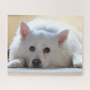 Quebra-cabeça Cão esquimó americano