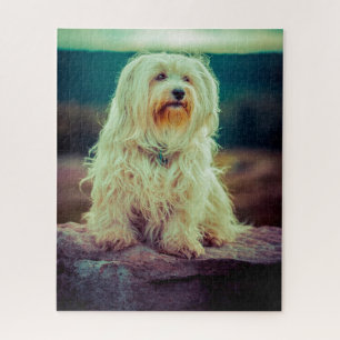 Quebra-cabeça Cão Havanês.