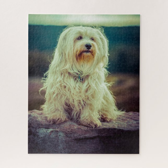 Quebra-cabeça Cão Havanês. (Vertical)