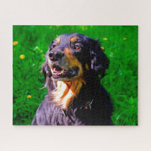 Quebra-cabeça Cão Hovawart.