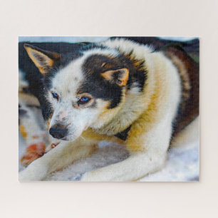 Quebra-cabeça Cão Husky do Alasca.