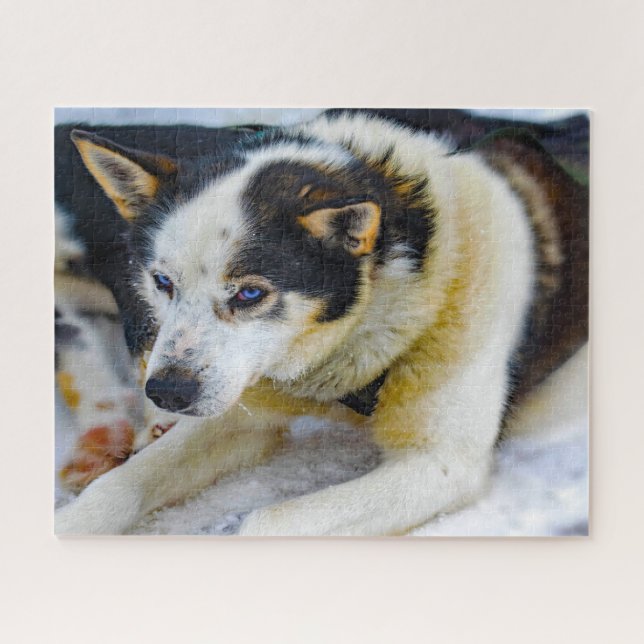 Quebra-cabeça Cão Husky do Alasca. (Horizontal)