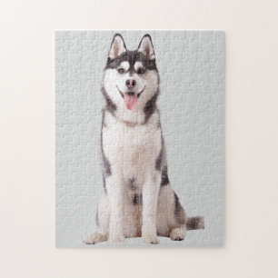 Quebra-cabeça Cão Husky Siberiano