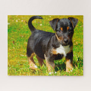 Quebra-cabeça Cão Jack Russell.