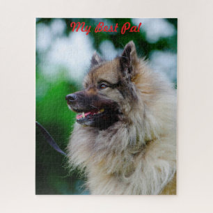 Quebra-cabeça Cão Keeshond.