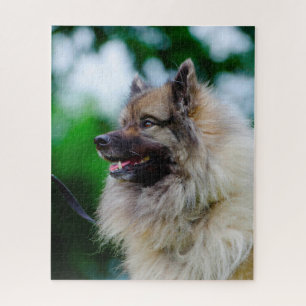 Quebra-cabeça Cão Keeshond.
