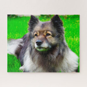 Quebra-cabeça Cão Keeshond.