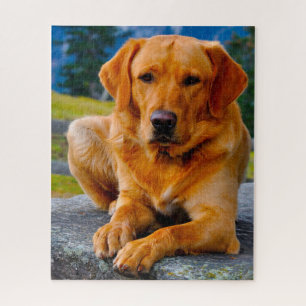 Quebra-cabeça Cão Labrador.