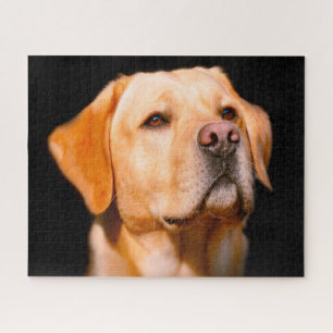 Quebra-cabeça Cão Labrador.