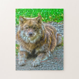 Quebra-cabeça Cão Lapphund.