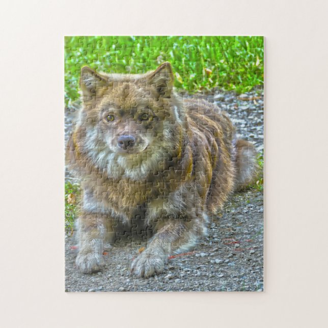 Quebra-cabeça Cão Lapphund. (Vertical)