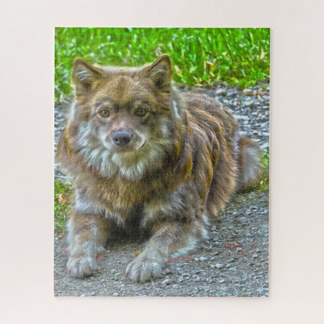 Quebra-cabeça Cão Lapphund. (Vertical)