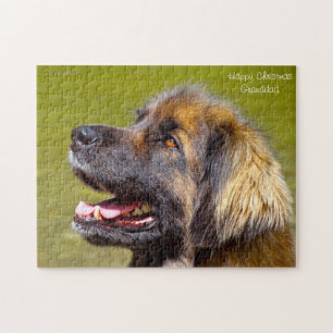 Quebra-cabeça Cão Leonberger.