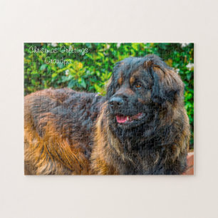 Quebra-cabeça Cão Leonberger.