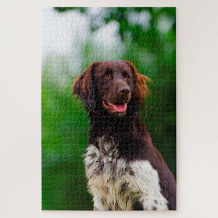 Quebra-cabeça Cão Munsterlander.