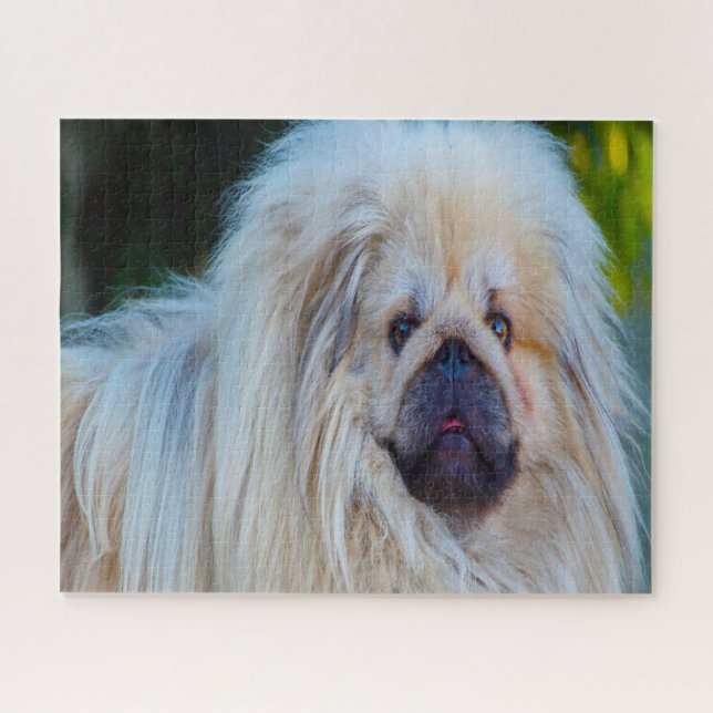 Quebra-cabeça Cão Pequinês. (Horizontal)