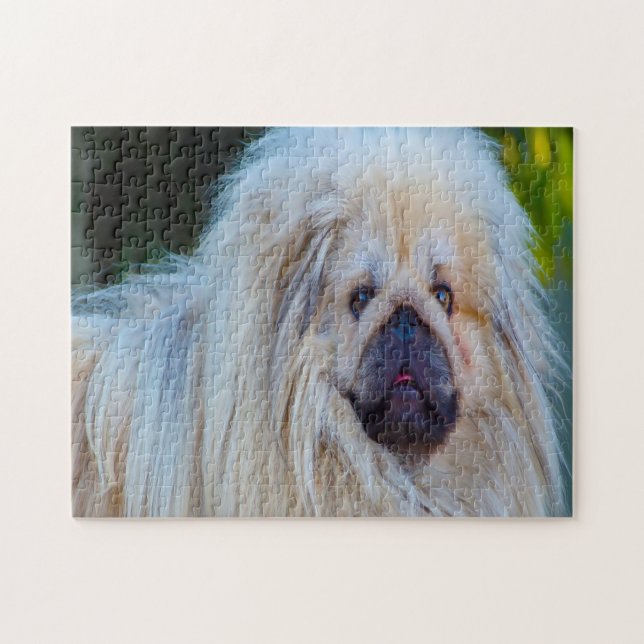 Quebra-cabeça Cão Pequinês. (Horizontal)