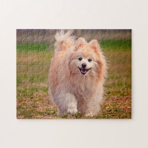 Quebra-cabeça Cão Pomerânia.