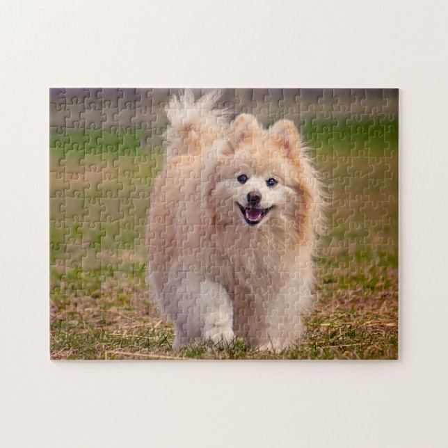 Quebra-cabeça Cão Pomerânia. (Horizontal)