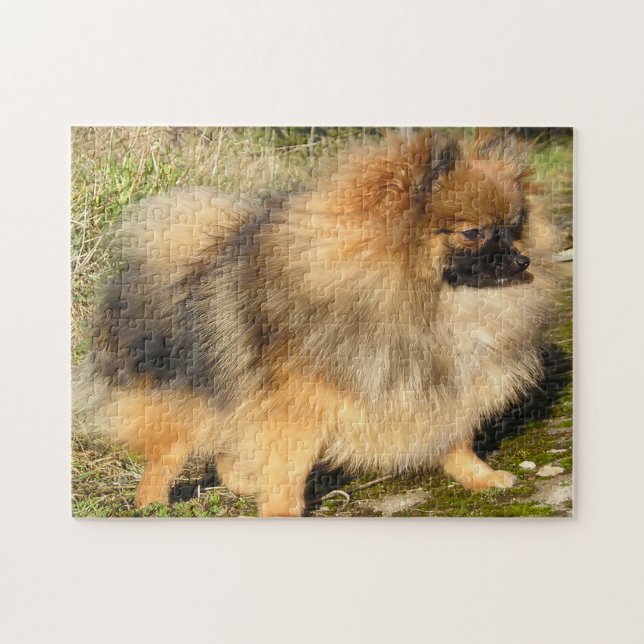 Quebra-cabeça Cão Pomerânia. (Horizontal)
