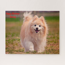 Cão Pomerânia.
