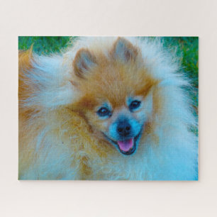 Quebra-cabeça Cão Pomerânia.