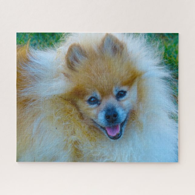 Quebra-cabeça Cão Pomerânia. (Horizontal)