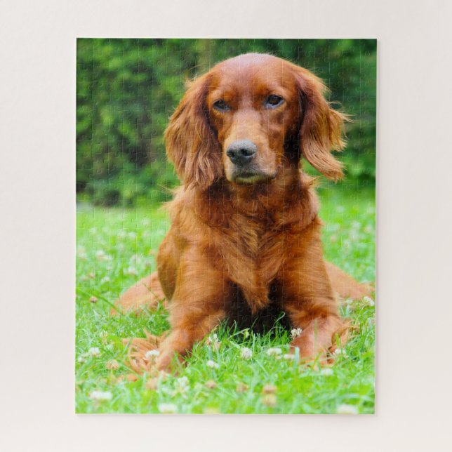 Quebra-cabeça Cão Setter Irlandês. (Vertical)