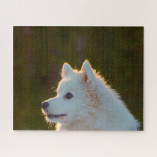 Quebra-cabeça Cão Spitz Japonês.