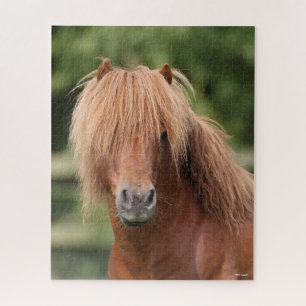 Quebra-cabeça Captura de cabeça de Chestnut Shetland Pony Stall