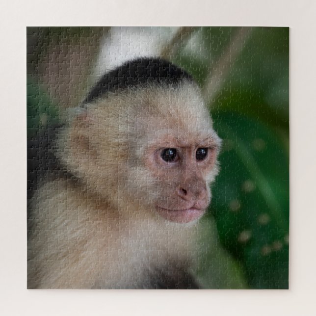 Quebra-cabeça Capuchin monkey (Vertical)
