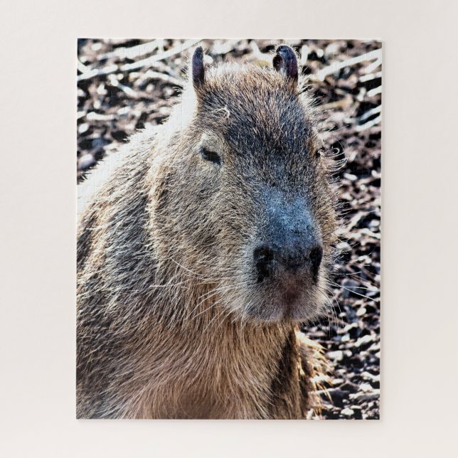 QUEBRA-CABEÇA CAPYBARA SELVAGEM ANIMAL (Vertical)