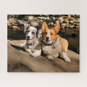 Quebra-cabeça Cardigan e Pembroke Welsh Corgis