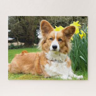 Quebra-cabeça Cardigan Welsh Corgi Dog