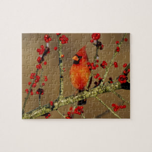 Quebra-cabeça Cardinal-vermelho macho empoleirado, IL