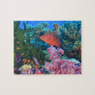 Quebra-cabeça cardume de donzelas (Pseudanthias