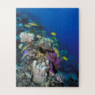 Quebra-cabeça Cardumes de Salmonete em torno de pequeno coral
