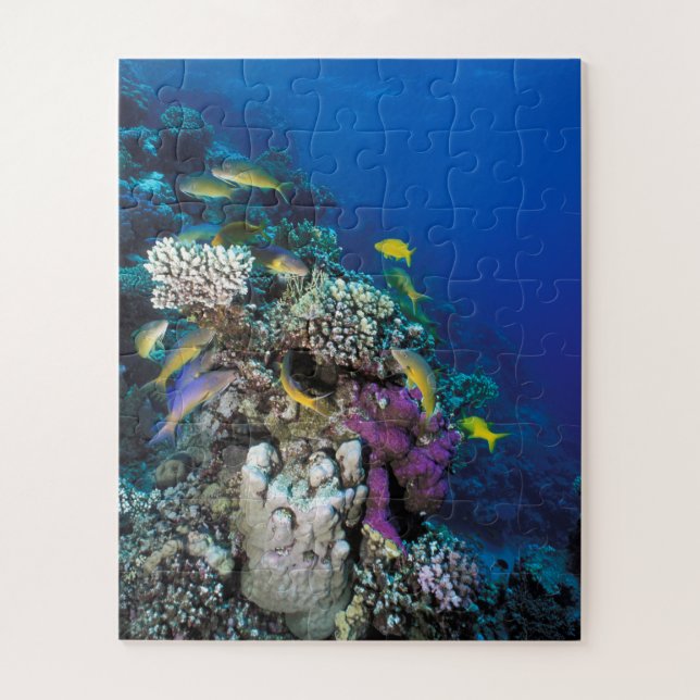 Quebra-cabeça Cardumes de Salmonete em torno de pequeno coral (Vertical)