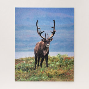 Quebra-cabeça Caribu ou Rena Parque Nacional Denali, Alasca
