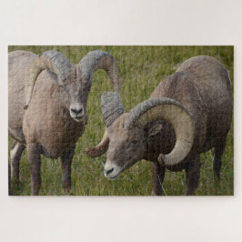 Quebra-cabeça Carneiros de caça no Parque Nacional de Badlands