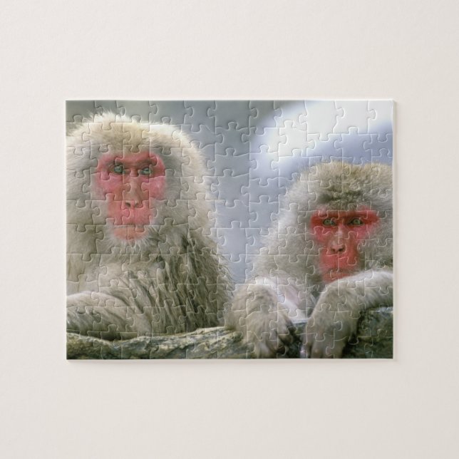 Quebra-cabeça Casais de Macacos-neve, Macaco-japonês, (Horizontal)