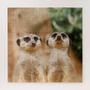 Quebra-cabeça Casal Meerkat 003