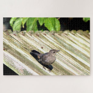 Quebra-cabeça Cat Bird