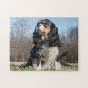 Quebra-cabeça Cavaleiro Tricolor Rei Charles Spaniel
