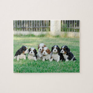 Quebra-cabeça Cavalier King Charles Spaniel filhotes