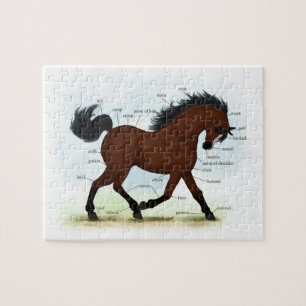Quebra-cabeça Cavalo de Baía com Gráfico Anatômico Educaciona