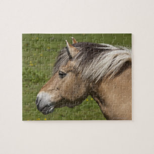 Quebra-cabeça Cavalo norueguês do fiorde