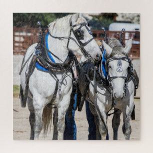 Quebra-cabeça Cavalo Percheron Draft