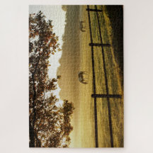 Cavalos num campo numa manhã ensolarada