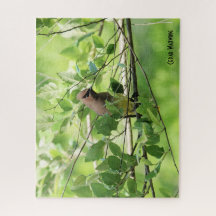 Cedar Waxwing, do amante de pássaros